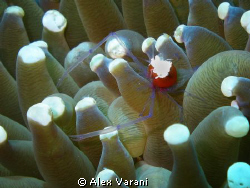 periclemenes kororensis by Alex Varani 